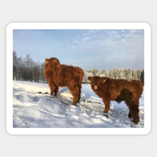 Scottish Highland Cattle Calves 1666 Sticker